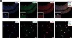 Invitrogen Goat anti-Mouse IgG (H+L) Cross-Adsorbed Secondary Antibody,