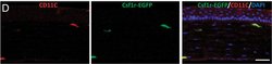 Invitrogen Goat anti-Syrian Hamster IgG (H+L) Cross-Adsorbed Secondary