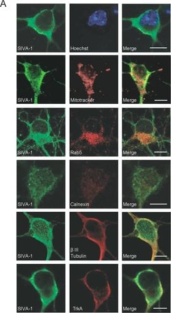 Invitrogen Goat anti-Mouse IgG (H+L) Cross-Adsorbed Secondary Antibody,