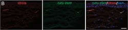 Invitrogen Goat anti-Syrian Hamster IgG (H+L) Cross-Adsorbed Secondary