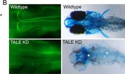 Invitrogen Goat anti-Mouse IgG (H+L) Cross-Adsorbed Secondary Antibody,