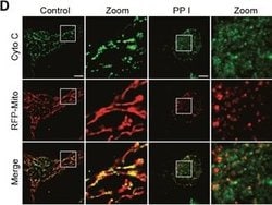 Invitrogen Goat anti-Mouse IgG (H+L) Cross-Adsorbed Secondary Antibody,
