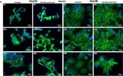 Invitrogen Goat anti-Mouse IgG (H+L) Cross-Adsorbed Secondary Antibody,