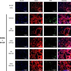 Invitrogen Goat anti-Mouse IgG (H+L) Cross-Adsorbed Secondary Antibody,