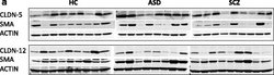 Invitrogen Goat anti-Mouse IgG (H+L) Cross-Adsorbed Secondary Antibody,