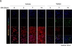 Invitrogen Goat anti-Mouse IgG (H+L) Cross-Adsorbed Secondary Antibody,