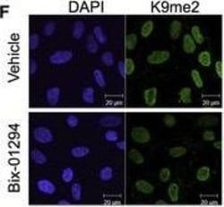 Invitrogen Goat anti-Mouse IgG (H+L) Cross-Adsorbed Secondary Antibody,