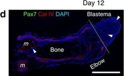 Invitrogen Goat anti-Mouse IgG (H+L) Cross-Adsorbed Secondary Antibody,