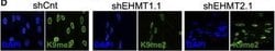Invitrogen Goat anti-Mouse IgG (H+L) Cross-Adsorbed Secondary Antibody,