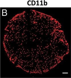Invitrogen Goat anti-Syrian Hamster IgG (H+L) Cross-Adsorbed Secondary