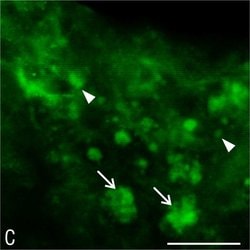 Invitrogen Goat anti-Mouse IgG (H+L) Cross-Adsorbed Secondary Antibody,