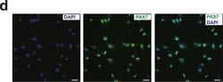 Invitrogen Goat anti-Mouse IgG (H+L) Cross-Adsorbed Secondary Antibody,