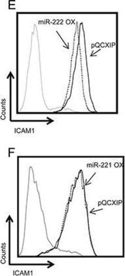 Invitrogen Goat anti-Mouse IgG (H+L) Cross-Adsorbed Secondary Antibody,