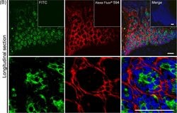 Invitrogen Donkey anti-Sheep IgG (H+L) Cross-Adsorbed Secondary Antibody,