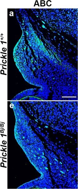 Invitrogen Goat anti-Mouse IgG (H+L) Cross-Adsorbed Secondary Antibody,