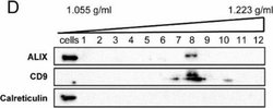 Invitrogen Goat anti-Mouse IgG, IgM, IgA (H+L) Secondary Antibody, HRP