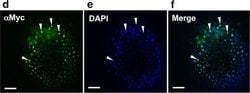 Invitrogen Goat anti-Mouse IgG (H+L) Cross-Adsorbed Secondary Antibody,