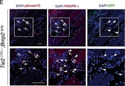Invitrogen Donkey anti-Goat IgG (H+L) Secondary Antibody, HRP 1 mg; HRP:Antikörper