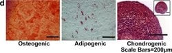 Invitrogen Goat anti-Mouse IgG (H+L) Cross-Adsorbed Secondary Antibody,
