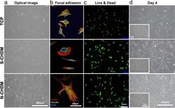 Invitrogen Goat anti-Mouse IgG (H+L) Cross-Adsorbed Secondary Antibody,
