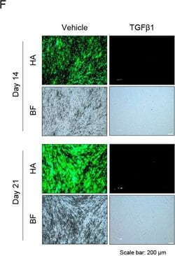 Invitrogen Goat anti-Mouse IgG (H+L) Cross-Adsorbed Secondary Antibody,