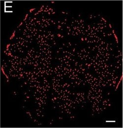 Invitrogen Goat anti-Syrian Hamster IgG (H+L) Cross-Adsorbed Secondary