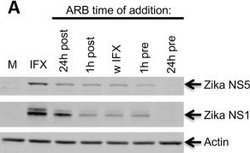 Invitrogen Donkey anti-Goat IgG (H+L) Cross-Adsorbed Secondary Antibody,