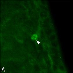 Invitrogen Goat anti-Mouse IgG (H+L) Cross-Adsorbed Secondary Antibody,