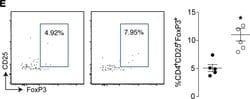 Invitrogen Goat anti-Rat IgG (H+L) Cross-Adsorbed Secondary Antibody, Alexa