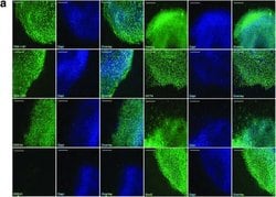 Invitrogen Goat anti-Mouse IgG (H+L) Cross-Adsorbed Secondary Antibody,
