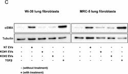 Invitrogen Goat anti-Mouse IgG, IgM, IgA (H+L) Secondary Antibody, HRP