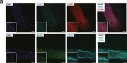 Invitrogen Goat anti-Mouse IgG (H+L) Cross-Adsorbed Secondary Antibody,