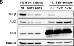 Invitrogen Goat anti-Mouse IgG, IgM, IgA (H+L) Secondary Antibody, HRP
