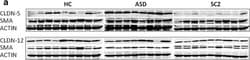 Invitrogen Goat anti-Mouse IgG (H+L) Cross-Adsorbed Secondary Antibody,