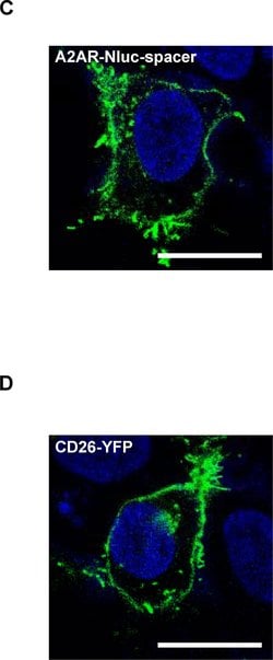 Invitrogen Goat anti-Mouse IgG (H+L) Cross-Adsorbed Secondary Antibody,