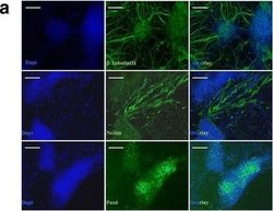 Invitrogen Goat anti-Mouse IgG (H+L) Cross-Adsorbed Secondary Antibody,