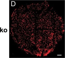 Invitrogen Goat anti-Syrian Hamster IgG (H+L) Cross-Adsorbed Secondary