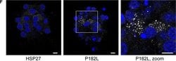 Invitrogen Goat anti-Mouse IgG (H+L) Cross-Adsorbed Secondary Antibody,
