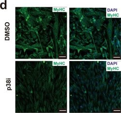 Invitrogen Goat anti-Mouse IgG (H+L) Cross-Adsorbed Secondary Antibody,