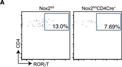 Invitrogen Goat anti-Rat IgG (H+L) Cross-Adsorbed Secondary Antibody, Alexa