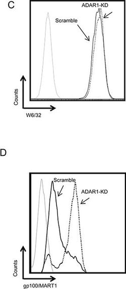 Invitrogen Goat anti-Mouse IgG (H+L) Cross-Adsorbed Secondary Antibody,