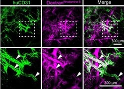 Invitrogen Goat anti-Rat IgG (H+L) Cross-Adsorbed Secondary Antibody, Alexa