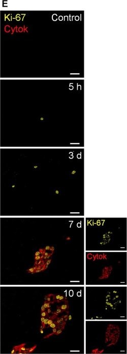 Invitrogen Goat anti-Mouse IgG (H+L) Cross-Adsorbed Secondary Antibody,