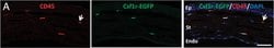 Invitrogen Goat anti-Syrian Hamster IgG (H+L) Cross-Adsorbed Secondary