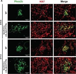 Invitrogen Goat anti-Mouse IgG (H+L) Cross-Adsorbed Secondary Antibody,