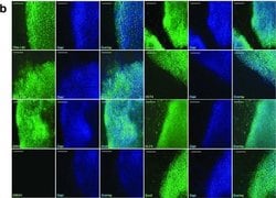 Invitrogen Goat anti-Mouse IgG (H+L) Cross-Adsorbed Secondary Antibody,