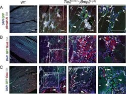 Invitrogen Donkey anti-Goat IgG (H+L) Secondary Antibody, HRP 1 mg; HRP:Antikörper