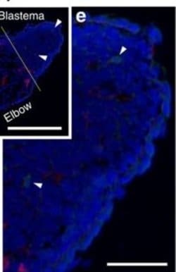 Invitrogen Goat anti-Mouse IgG (H+L) Cross-Adsorbed Secondary Antibody,