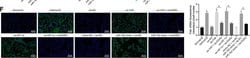 Invitrogen Goat anti-Mouse IgG (H+L) Cross-Adsorbed Secondary Antibody,
