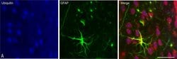 Invitrogen Goat anti-Mouse IgG (H+L) Cross-Adsorbed Secondary Antibody,